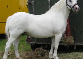 Image de la race Welsh