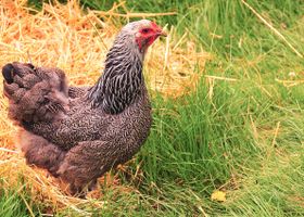 Image de la race Poule Brahma