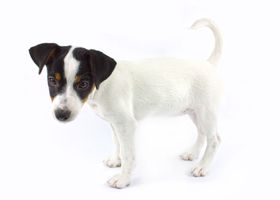 Image de la race Jack Russell