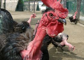 Image de la race Poule Cou nu