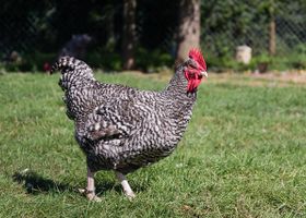 Image de la race Poule Coucou de Rennes