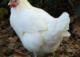 Image de la race Poule Gâtinaise