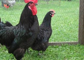Image de la race Poule Géline de Touraine