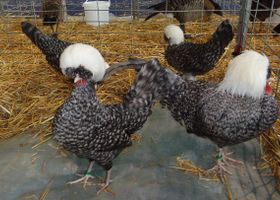 Image de la race Poule Hollandaise Huppée