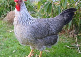 Image de la race Poule Leghorn