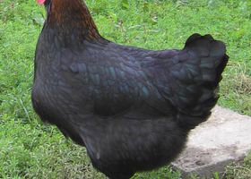 Image de la race Poule de Marans