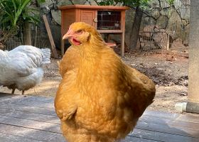 Image de la race Poule Orpington