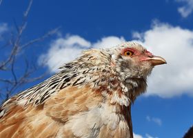 Image de la race Poule Araucana