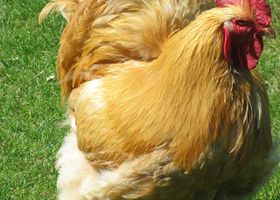 Image de la race Poule Cochin