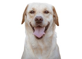 Image de la race Labrador Retriever