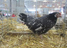 Image de la race Poule Gournay