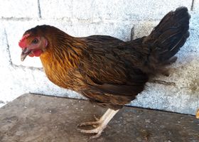 Image de la race Poule Harco