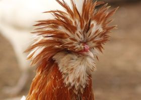 Image de la race Poule de Padoue