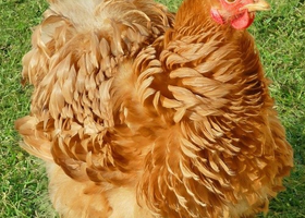 Image de la race Poule Pékin