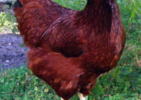 Image de la race Poule rousse