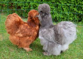 Image de la race Poule Soie
