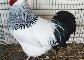 Image de la race Poule Sussex