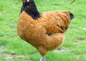 Image de la race Poule Vorwerk