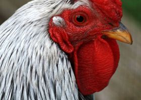 Image de la race Poule Wyandotte