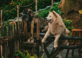 Image de la race Leonberg