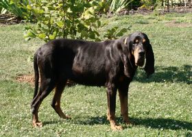 Image de la race Black and Tan Coonhound