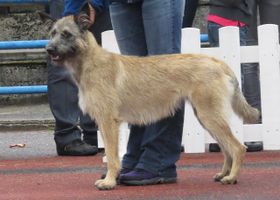 Image de la race Bouvier des ardennes
