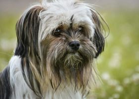 Image de la race Lhassa Apso