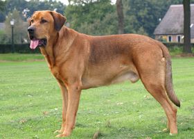 Image de la race Broholmer