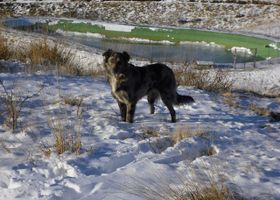Image de la race Cane da pastore di oropa