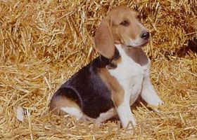 Image de la race Chien d’Artois