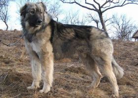 Image de la race Chien de berger roumain des carpathes