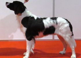 Image de la race Chien de perdrix de drente