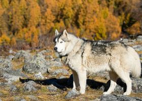 Image de la race Malamute d'Alaska