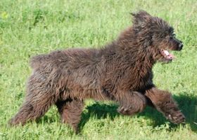 Image de la race Chien fonnese