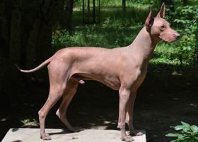 Image de la race Chien nu du perou