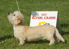 Image de la race Dandie dinmont terrier