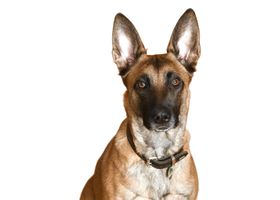 Image de la race Malinois