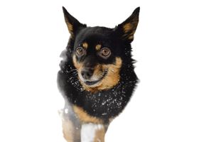 Image de la race Lancashire heeler