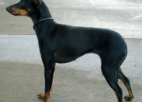 Image de la race Terrier d'agrement anglais noir et feu