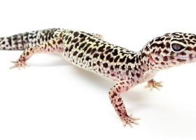 Image de la race Gecko léopard