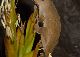 Image de la race Gecko à crête
