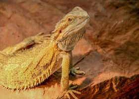 Image de la race Pogona (Agame barbu)