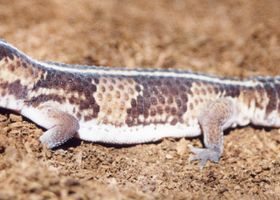 Image de la race Gecko à queue grasse