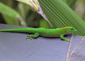 Image de la race Gecko diurne de Madagascar