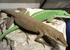 Image de la race Anolis vert