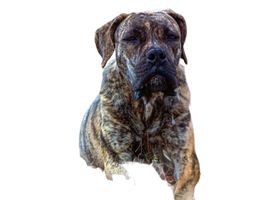 Image de la race Mastiff Anglais
