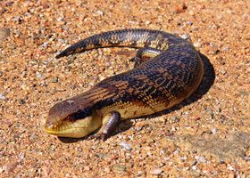 Image de la race Scinque à langue bleue