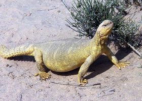 Image de la race Uromastyx