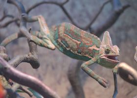 Image de la race Caméléon casqué du Yémen