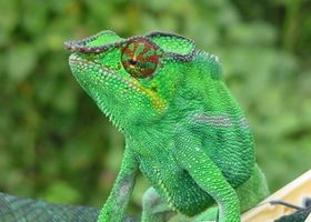 Image de la race Caméléon panthère